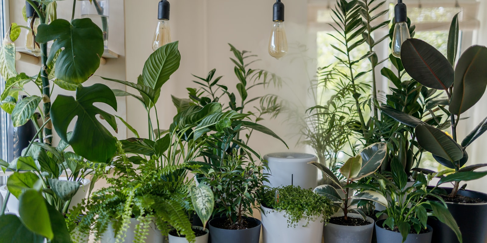 Coin salon transformé en jungle avec plantes suspendues et sur étagères