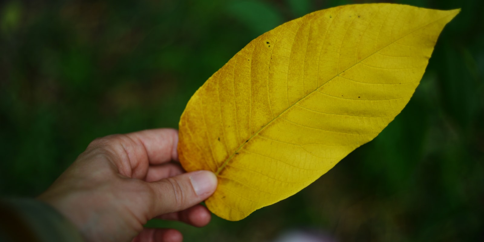 Feuille de plante d'intérieur virant au jaune, tenue entre deux doigts