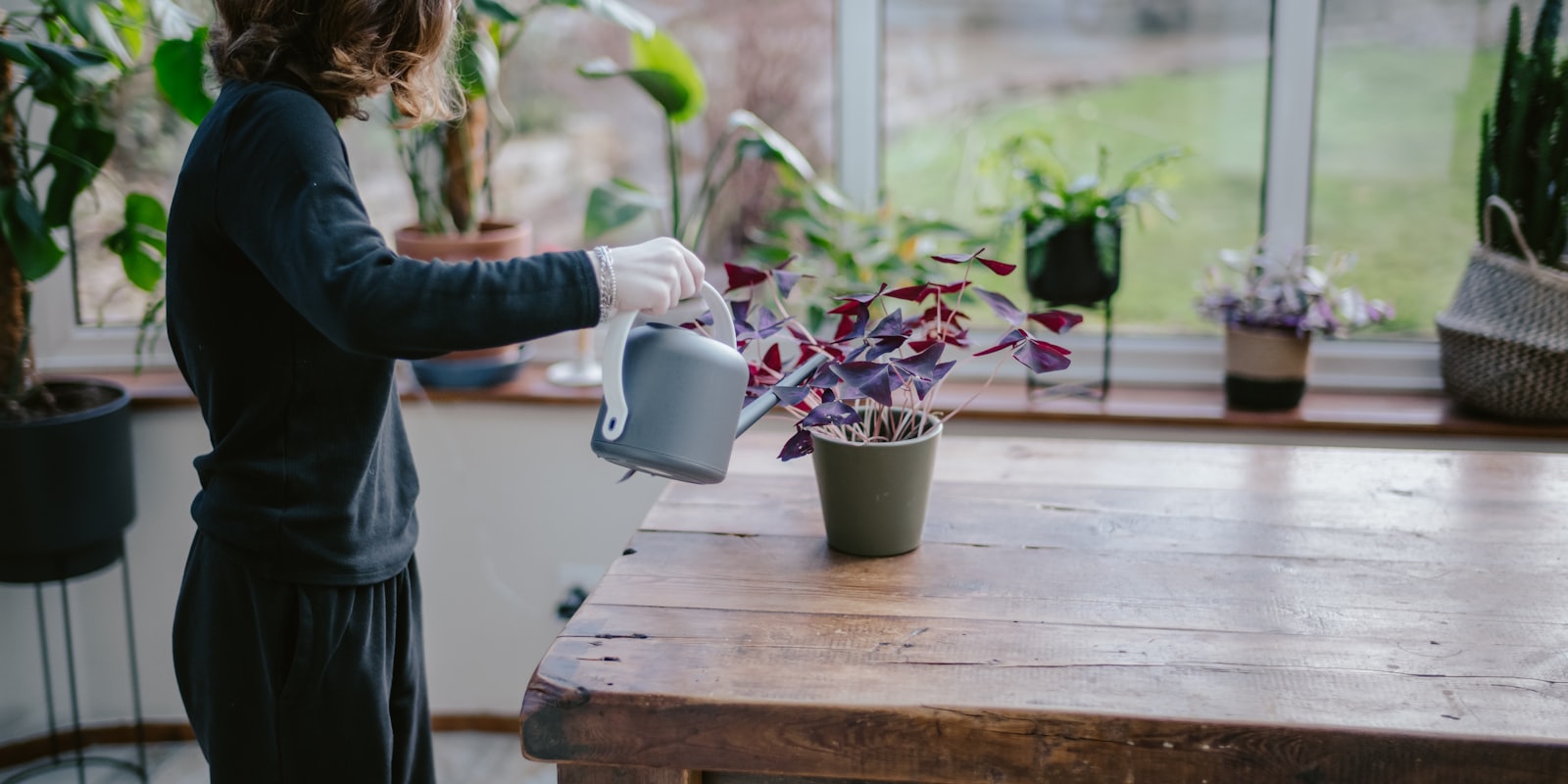 Arrosoir versant de l'eau sur une plante d'intérieur près d'une fenêtre