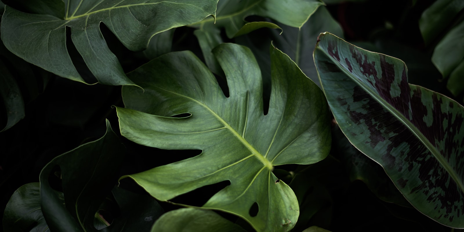Grande feuille fendue de Monstera deliciosa devant un mur clair