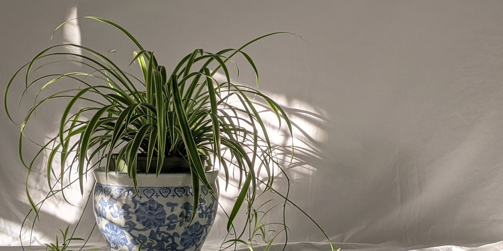 Chlorophytum, plante araignée aux longues feuilles rubanées