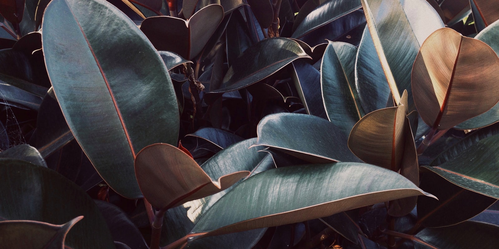 Ficus elastica aux grandes feuilles brillantes