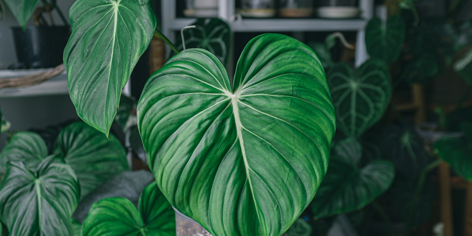 Philodendron au feuillage généreux