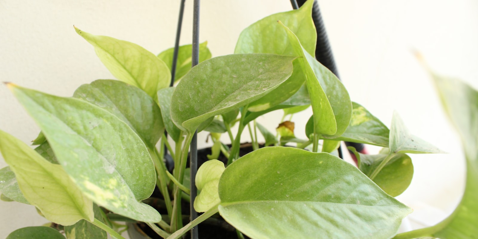 Pothos aux feuilles en cœur retombant le long d'un pot
