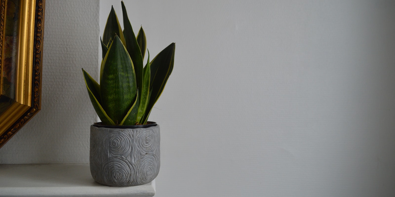 Sansevieria aux feuilles dressées et rigides dans un pot