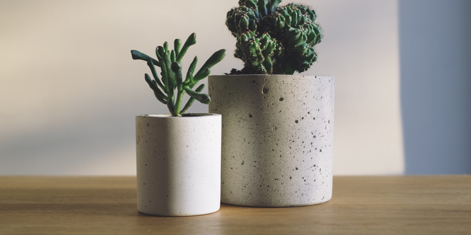 Cactus et succulentes en petits pots