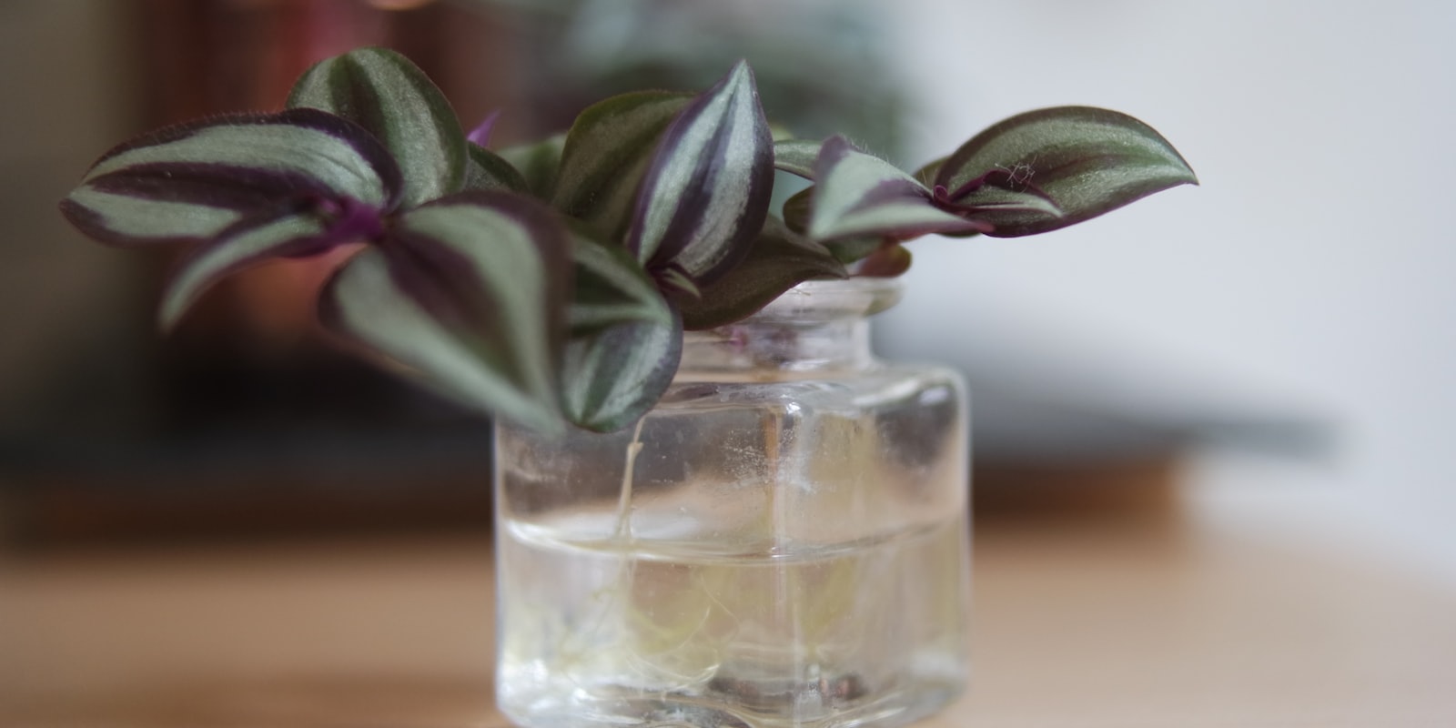 Tradescantia aux feuilles colorées