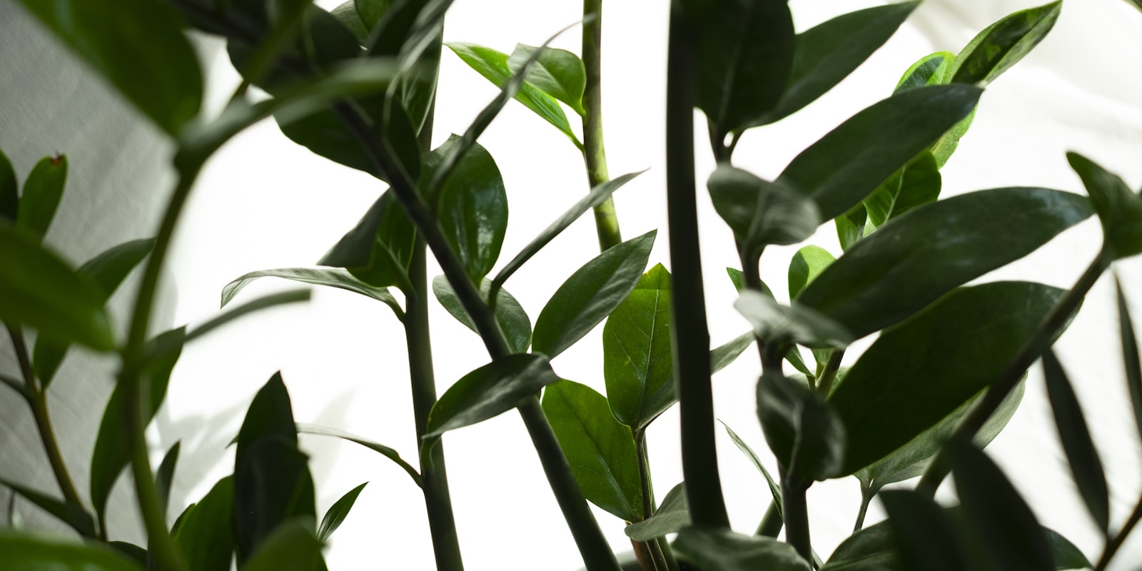 Zamioculcas au feuillage vernissé