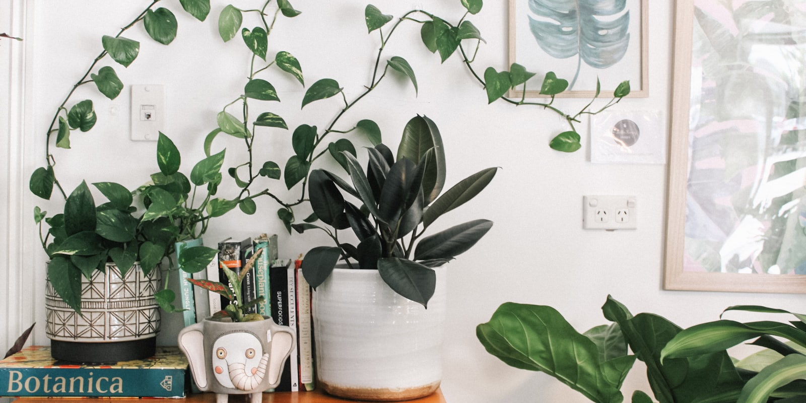 Sélection de plantes d'intérieur faciles disposées près d'une fenêtre lumineuse