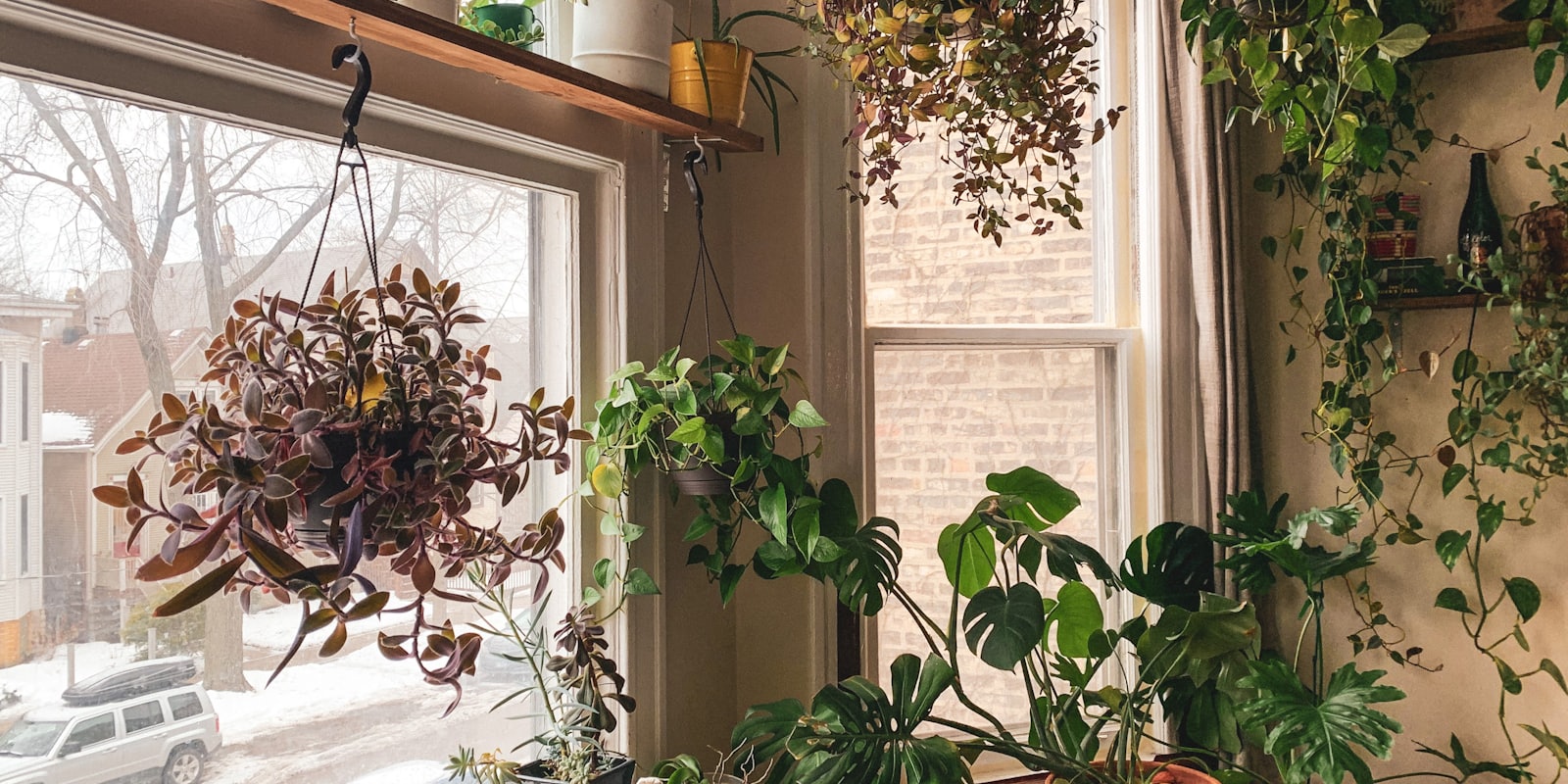 Pothos aux feuilles en cœur retombant d'une étagère claire