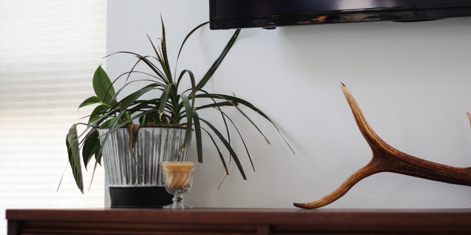 Sansevieria aux feuilles dressées vertes et jaunes dans un pot clair